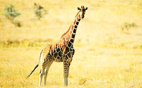 �а��Z�Խ̰����L�i¹�cС��������˼