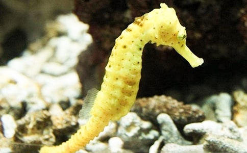 海馬CA1神經(jīng)回路電位發(fā)放的數(shù)值模擬