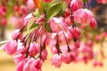 關(guān)于海棠花的唯美句子