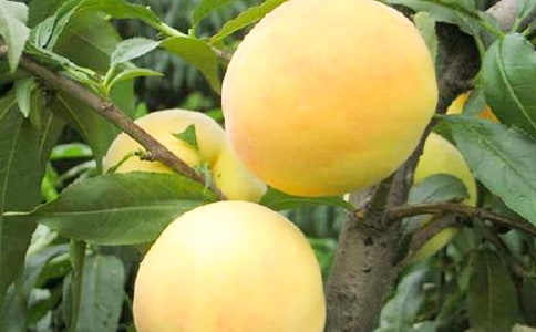 黃桃西米露的做法