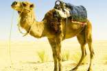 關(guān)于駱駝的'歇后語及答案