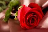 名人故事:玫瑰花信誓700字