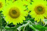 關(guān)于描寫向日葵的唯美句子集錦