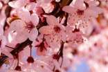 描寫櫻花的唯美句子「大全」