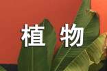 植物觀察:可愛(ài)的小蓬草