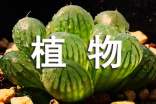 綠野協(xié)會(huì)“鳥類與植物系列宣傳”贊助策劃書范文