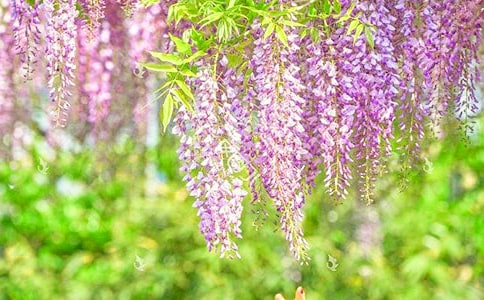 �茑���ٻ���Ψ���Z��ժ�