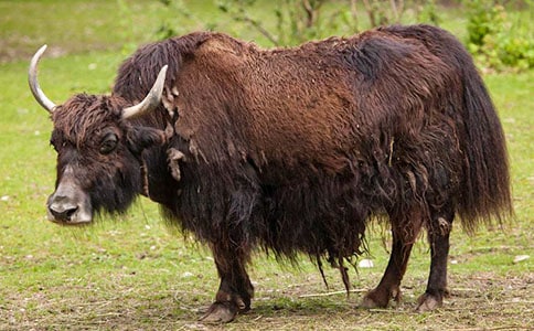 ��ţ�B(y��ng)ֳ�Ŀ��Ո���