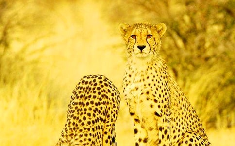 �茑���Ӻ��~�þ�