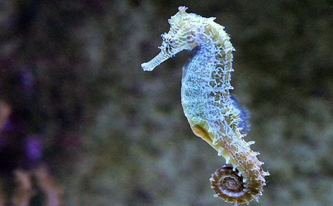 �Ї�(gu��)ͯԒ����-���R�ְ�