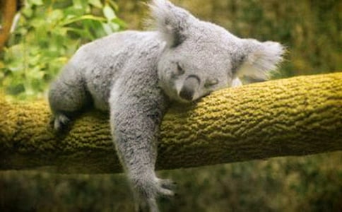 ���꼉���Ľ�B����