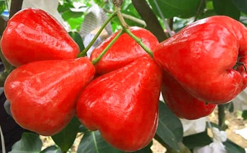 �����������ɏ�F����x��