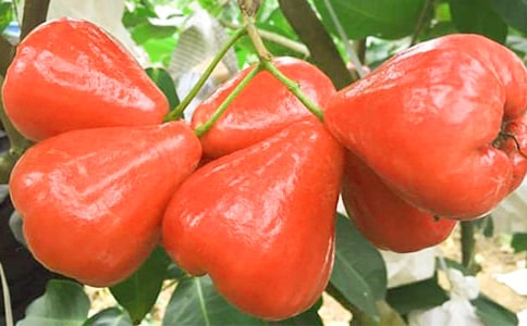 �����ɏ�F����x��