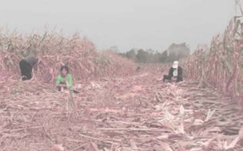 做農(nóng)活心得體會(huì)