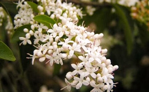 ���w�֣�ҹ���㻨�_����