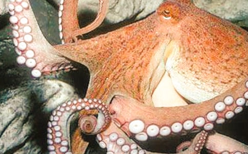 ���~С��̰�