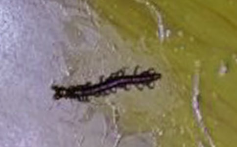 ���̰��������·��