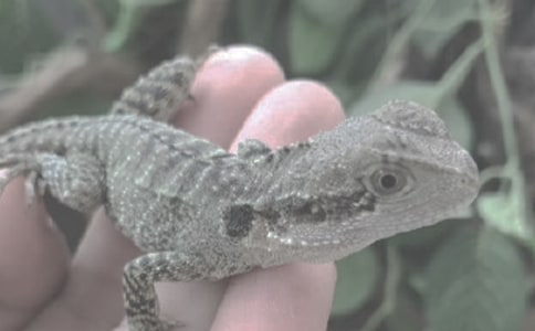 小學(xué)生作文蜥蜴與甲蟲的對(duì)話