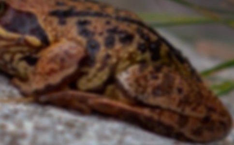 我發(fā)現(xiàn)了蟾蜍的好處三年級作文